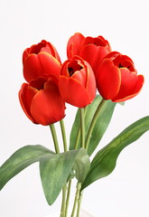 Red tulip with leave on a white background 