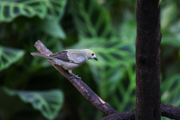 Palm Tanager resting on a branch