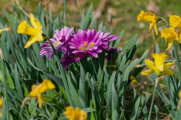 Fototapeta premium Daisies and Daffodils