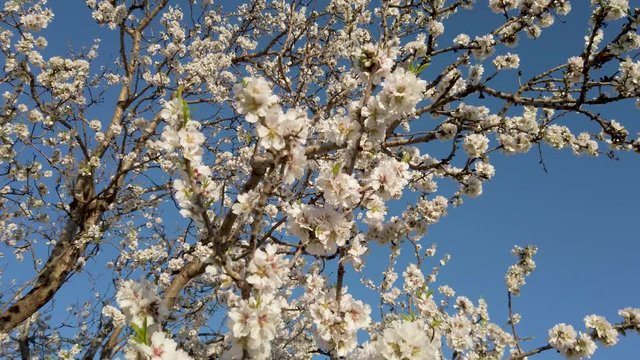 Mandorlo in fiore