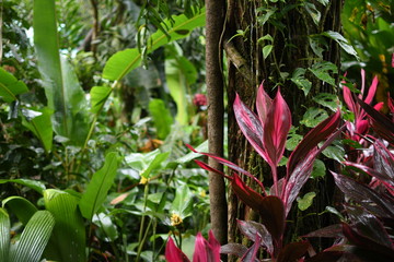 Plants in the rain forest
