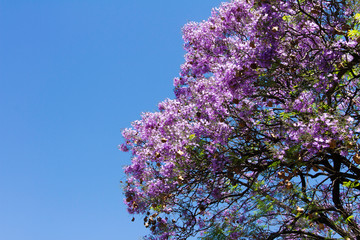 Jacaranda trees in spring