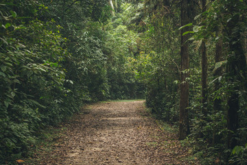 Fototapeta premium Empty path through the woods