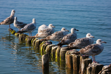 Dzikie Ptaki © Sebastian