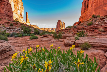 Park Avenue hiking trail in Arches National Park with golden aster (Chrysopsis villosa)