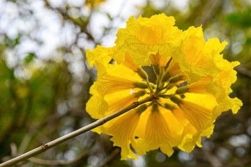 blooming Guayacan or Handroanthus chrysanthus or Golden Bell Tree
