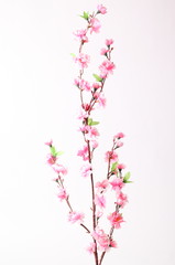 Pink cherry blossom (sakura flowers), isolated on white