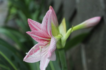 Pink lily from garden Indonesia