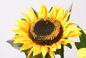 sunflower isolated on white background