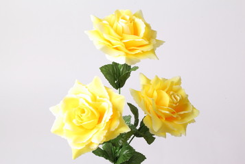 yellow rose isolate on white