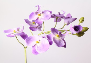 Purple orchid. Isolated with a white background