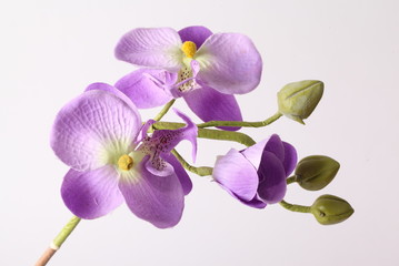 Obraz na płótnie Canvas Purple orchid. Isolated with a white background