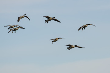 Obraz premium Flock of Canada Geese Coming in for a Landing