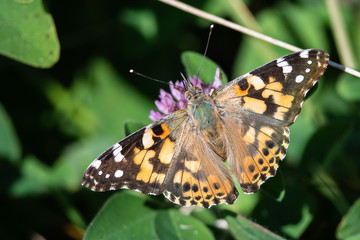 Painted Lady Butterfly Sipping Nectar from the Accommodating Flower