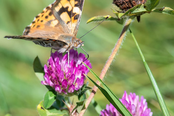 Painted Lady Butterfly Sipping Nectar from the Accommodating Flower
