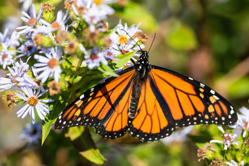 Monarch Butterfly Sipping Nectar from the Accommodating Flower