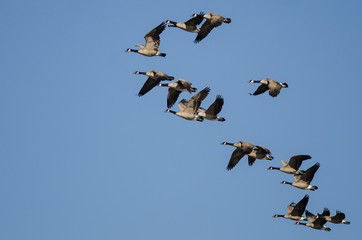 Flock of Canada Geese Flying in a Blue Sky