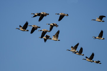 Flock of Canada Geese Flying in a Blue Sky