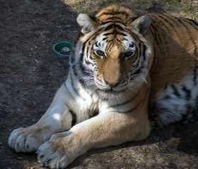 Close up of a tiger laying in a pen in the zoo.