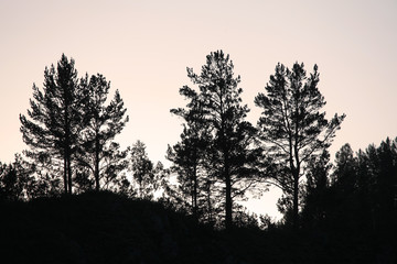 High contrast photo of trees against the background of the morning sky