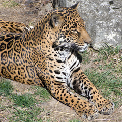 A leopard laying in the grass in a zoo.