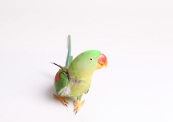 Closeup Female Alexandrine Parakeet on white backgroud