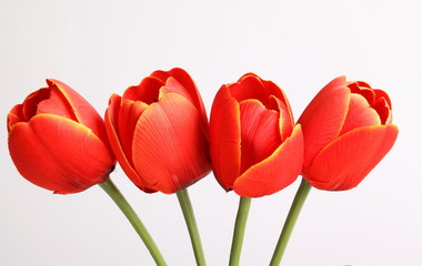 Red tulip with leave on a white background 