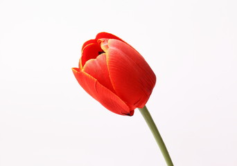 Red tulip with leave on a white background 