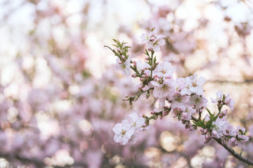 blooming pink flower branch on spring garden.