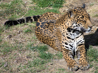 A leopard laying in the grass by a rock.