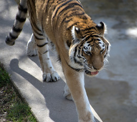 A tiger with its tongue out walking on a wall.