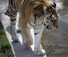 A tiger in a pen in a zoo.