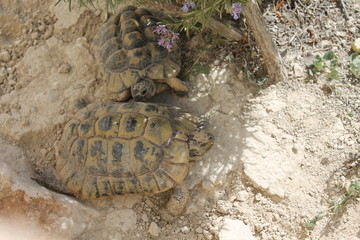 Obraz premium Tortuguitas 2