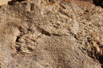 Textura madera 3