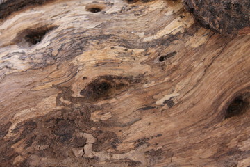 Textura madera 1