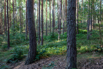 german forest in summer with trees and fern