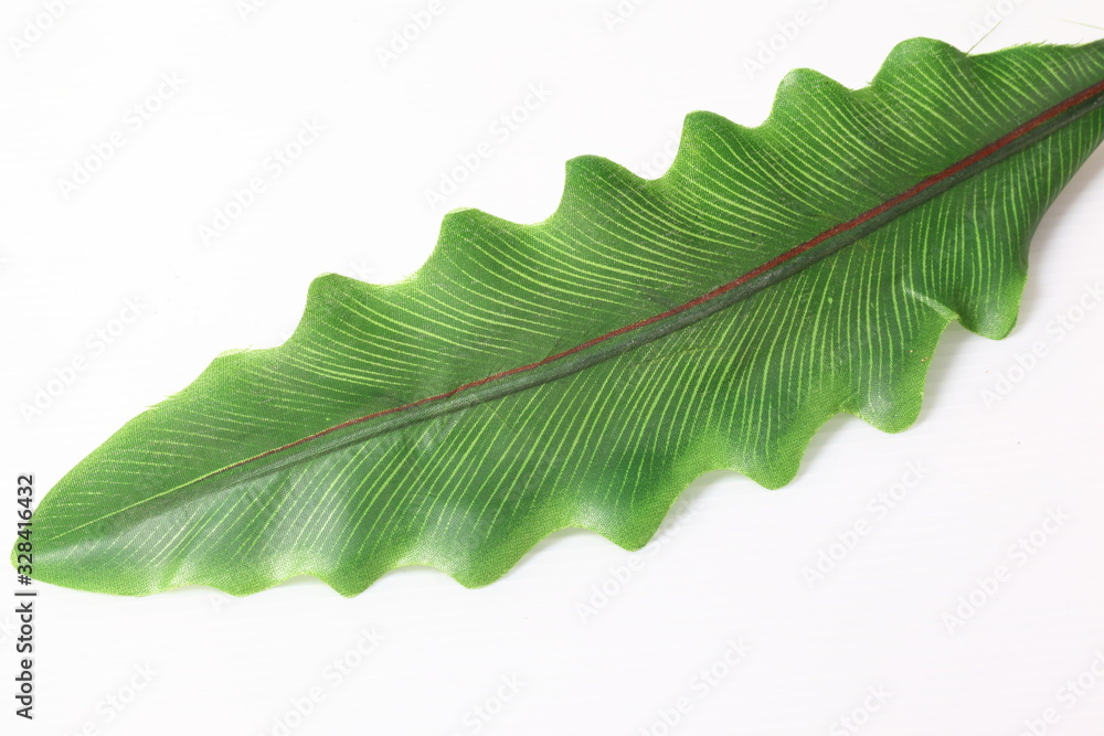 Wall mural green leaves isolated on white background