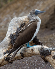 Blue-footed booby - 5961
