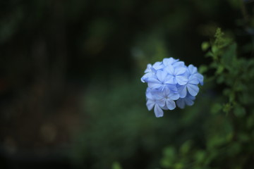 blue flower in the garden
