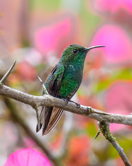 Fototapeta na wymiar Hummingbird on branch - 6992