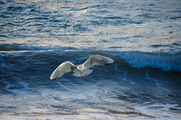 Big ocean wave breaking the shore with seagull