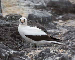Nazca Booby - 7249