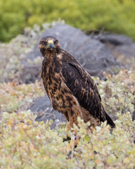 Galapagos hawk - 7272