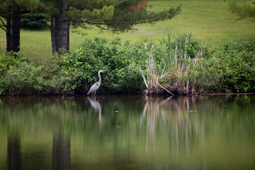great blue heron in lake