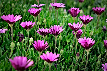 A field of pale white and purple Africa daisy flowers, perspective view.