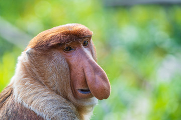 Naklejka premium Wild Proboscis monkey or Nasalis larvatus, in rainforest of Borneo, Malaysia