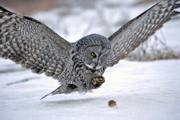 Hunting Great Grey Owl in flight, about to catch a mouse 
