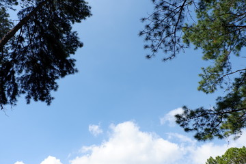 tree in the sky