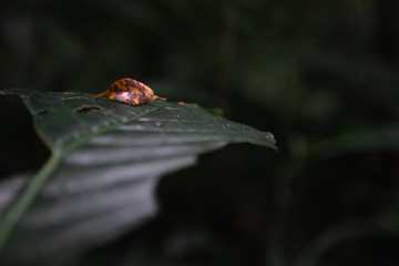 Moody orange distinctive leaf on top of a green leaf  with dark green forest background. Contrasty picture on the middle of the tropical forest.