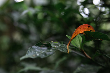 Orange distinctive leaf on top of a green leaf with green forest background. Contrasty picture on the middle of the tropical forest.
